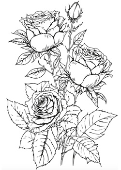 Rosen Ausmalbild
